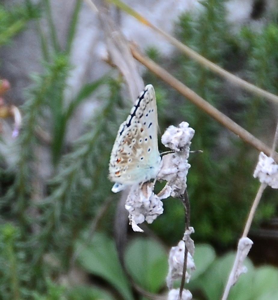 Argus bleu-nacré (L') Lysandra coridon (Poda, 1761)