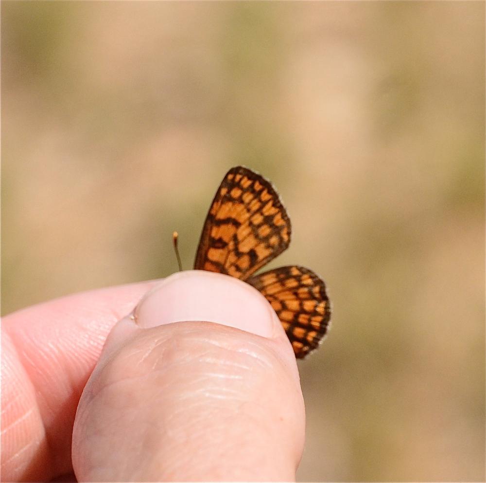 Mélitée de Fruhstorfer Melitaea celadussa Fruhstorfer, 1910