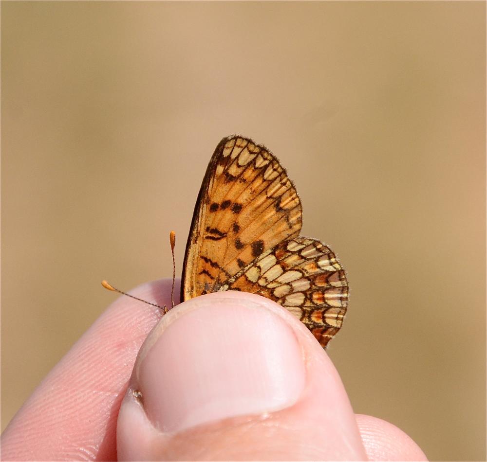 Mélitée de Fruhstorfer Melitaea celadussa Fruhstorfer, 1910