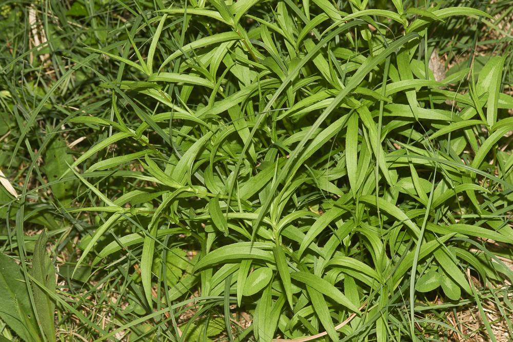 Buphtalme oeil-de-boeuf, Oeil-de-boeuf Buphthalmum salicifolium L., 1753