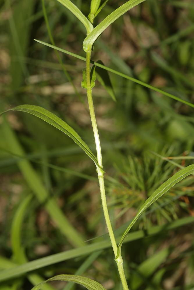 Buphtalme oeil-de-boeuf, Oeil-de-boeuf Buphthalmum salicifolium L., 1753