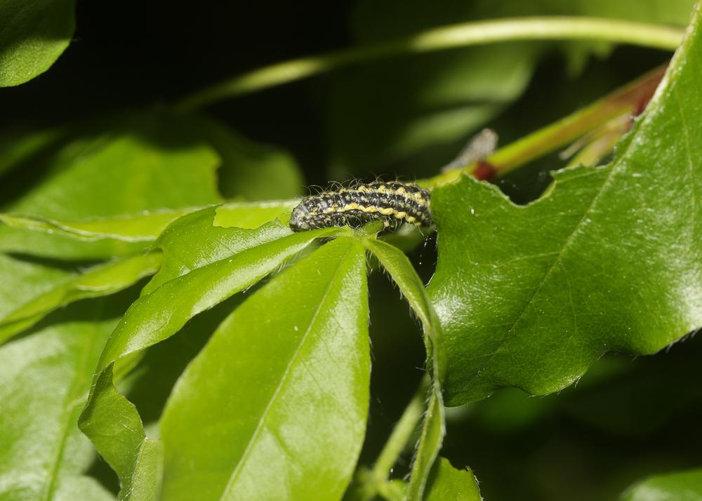 Zygènule des Genêts (La) Heterogynis penella (Hübner, 1819)