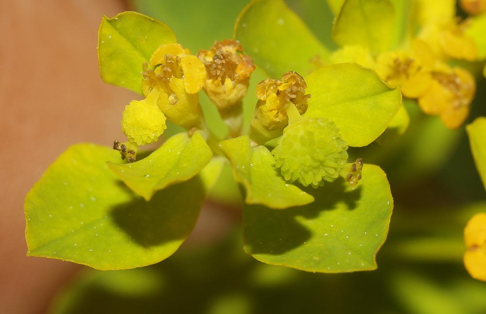 Euphorbe verruqueuse Euphorbia flavicoma subsp. verrucosa (Fiori) Pignatti, 1973