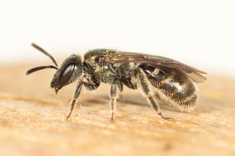  Lasioglossum morio (Fabricius, 1793)