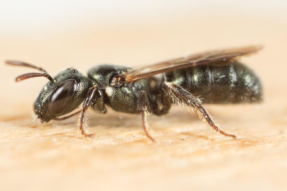 Cératine de Dalla Torre Ceratina dallatorreana Friese, 1896