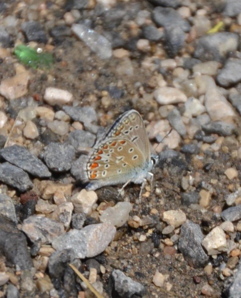 Azuré de L'Esparcette (L'), Azuré de Chapman (L'), Polyommatus thersites (Cantener, 1835)