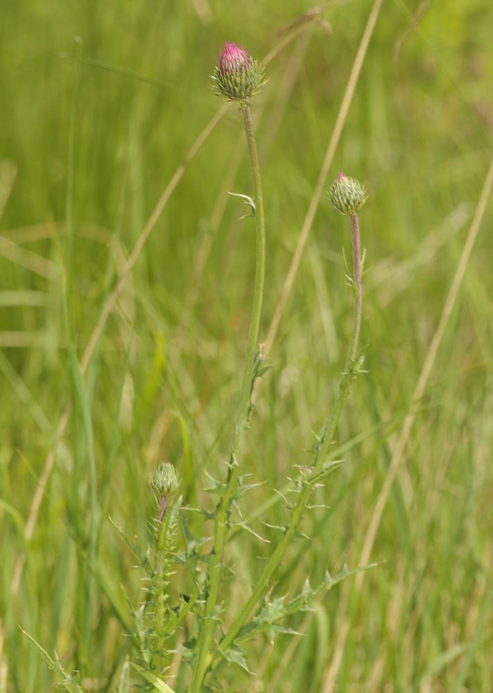 Chardon à feuilles de Carline Carduus defloratus subsp. carlinifolius (Lam.) Ces., 1844