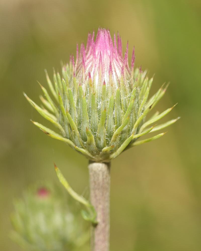 Chardon à feuilles de Carline Carduus defloratus subsp. carlinifolius (Lam.) Ces., 1844
