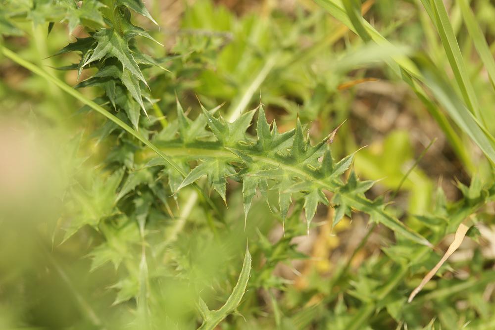 Chardon à feuilles de Carline Carduus defloratus subsp. carlinifolius (Lam.) Ces., 1844