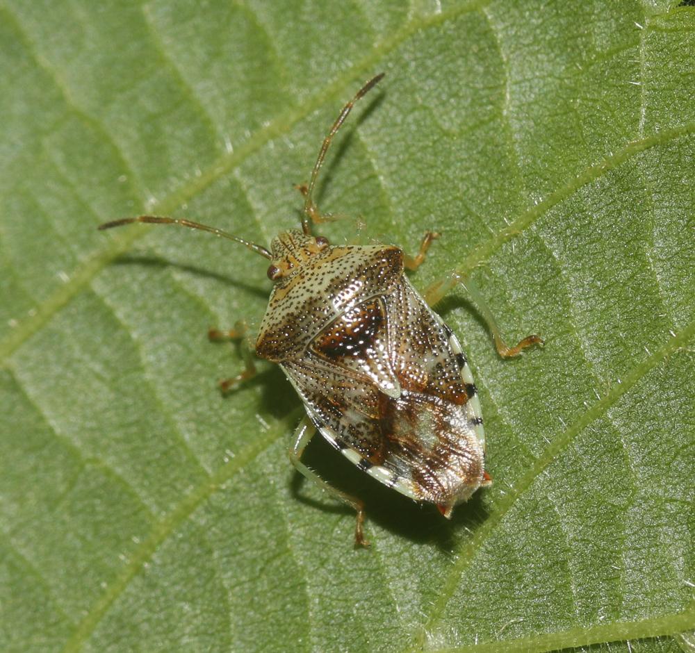 Elasmucha sociale, Punaise du bouleau Elasmucha grisea (Linnaeus, 1758)