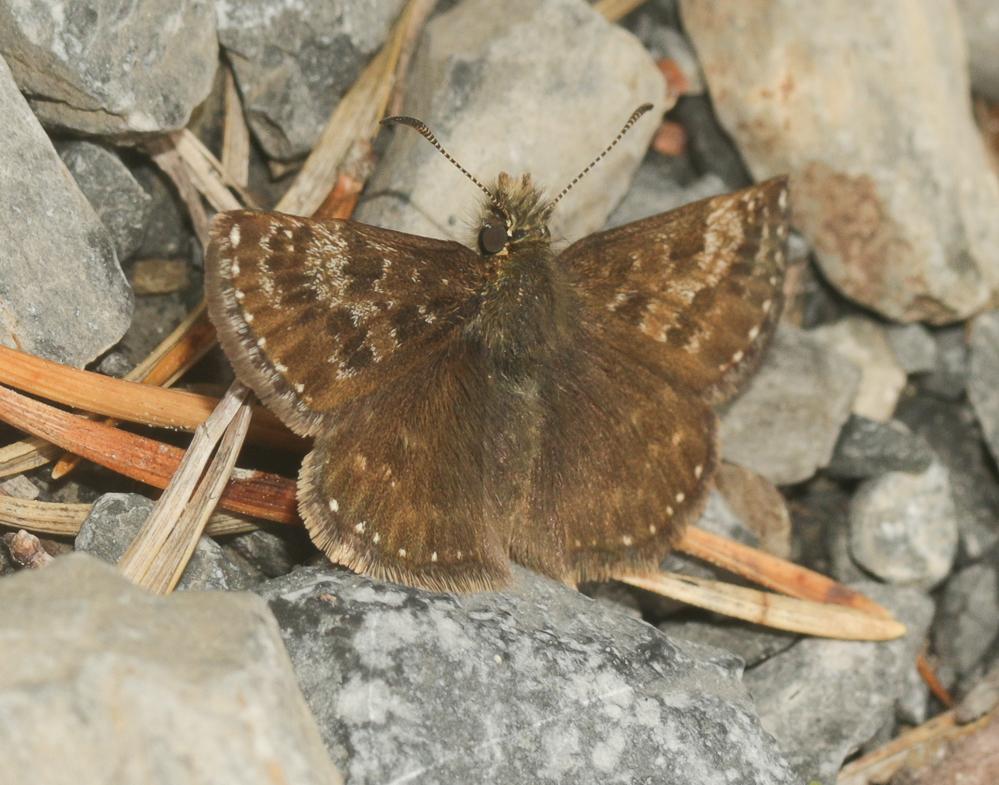 Point de Hongrie (Le), Grisette (La) Erynnis tages (Linnaeus, 1758)