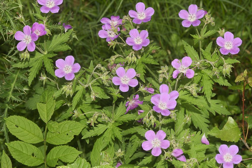 Le Géranium des bois, Pied-de-perdrix Geranium sylvaticum L., 1753