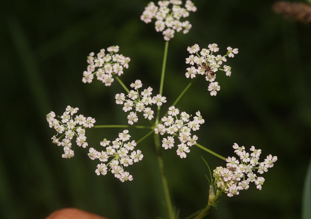 Cumin des prés, Anis des Vosges Carum carvi L., 1753