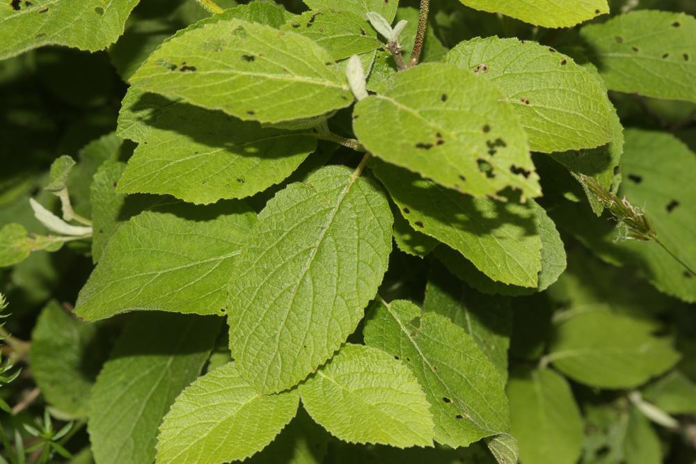  Pyrrhalta viburni (Paykull, 1799)