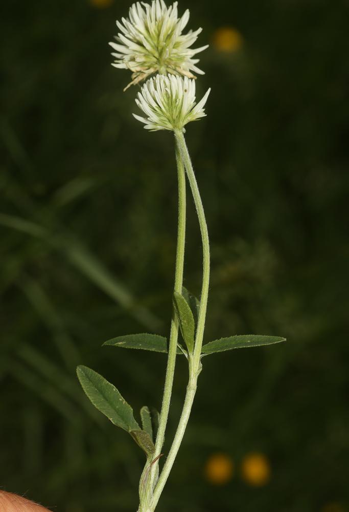 Trèfle des montagnes Trifolium montanum L., 1753