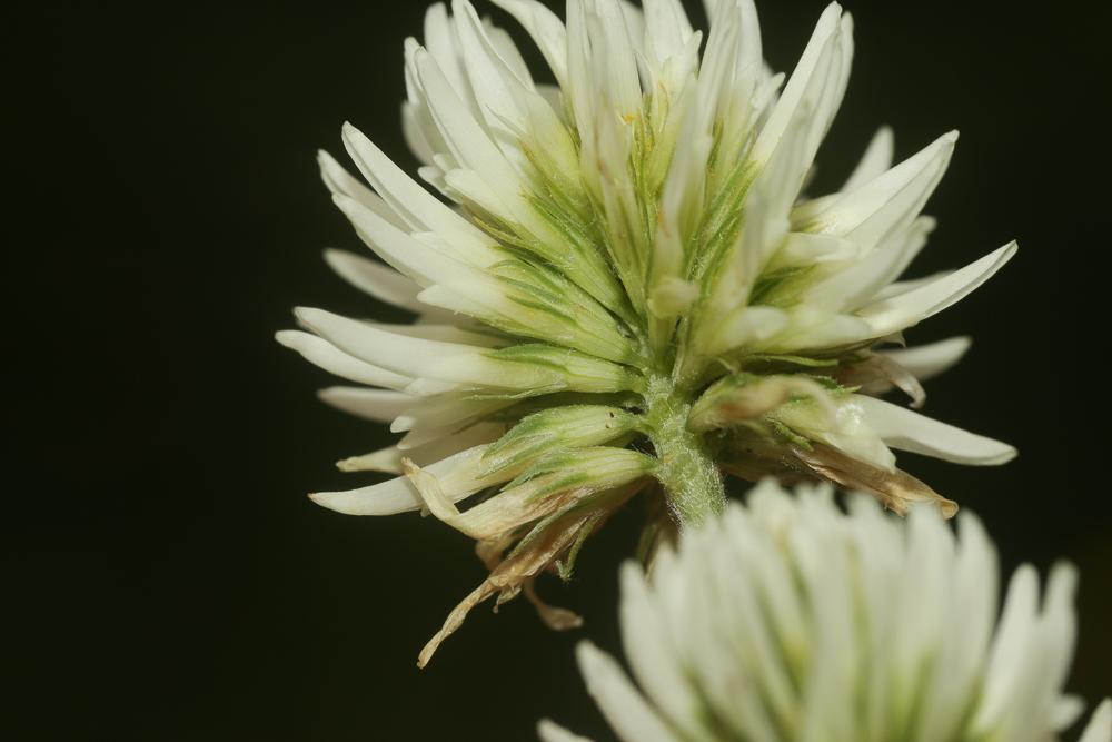 Trèfle des montagnes Trifolium montanum L., 1753