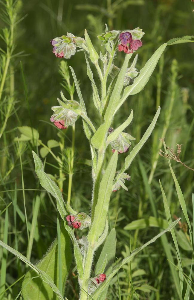Cynoglosse officinale Cynoglossum officinale L., 1753