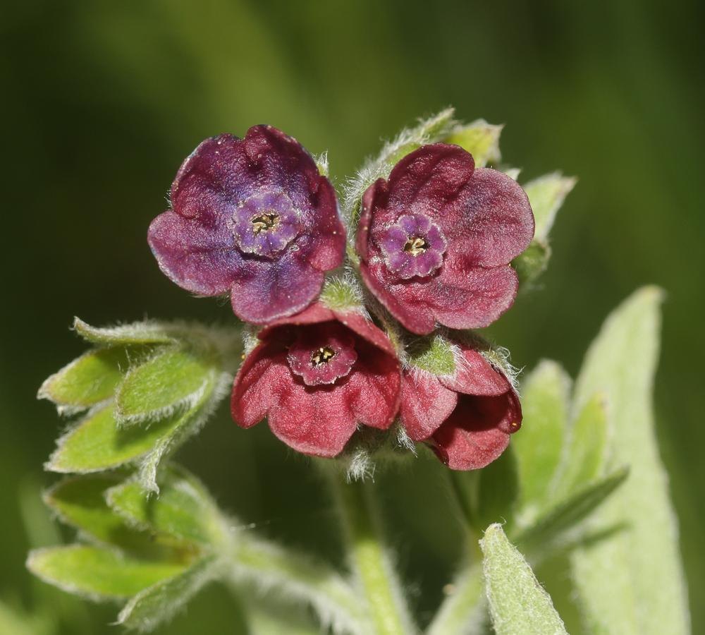 Cynoglosse officinale Cynoglossum officinale L., 1753