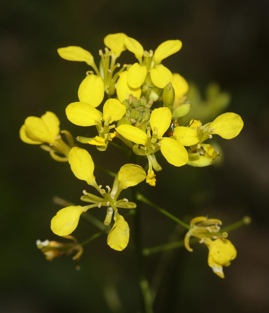 Fausse roquette à feuilles de cresson Erucastrum nasturtiifolium (Poir.) O.E.Schulz, 1916