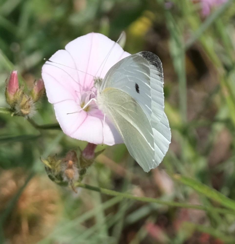 Piéride de l'Ibéride (La), Piéride jumelle (La) Pieris mannii (Mayer, 1851)