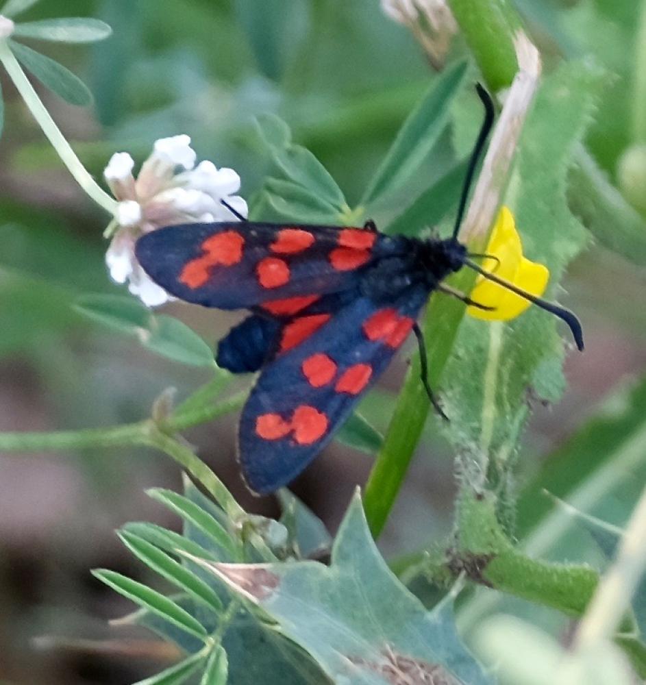 Zygène transalpine (La) Zygaena transalpina (Esper, 1780)