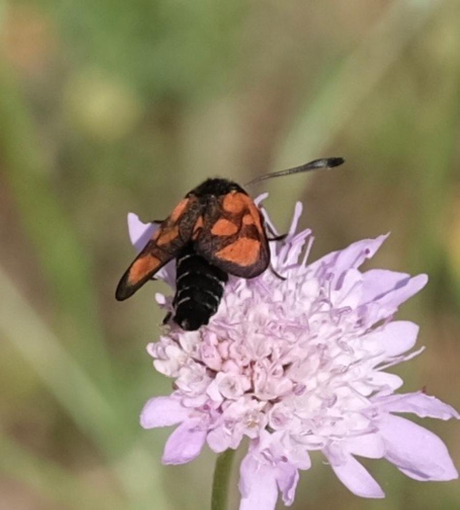 Zygène du Lotier (La), la Zygène du Fer-à-Cheval ( Zygaena loti (Denis & Schiffermüller, 1775)