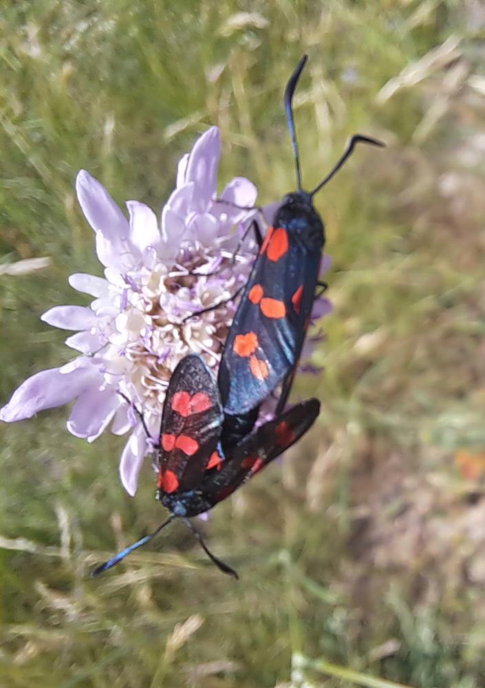 Zygène du Pied-de-Poule (La), Zygène des Lotiers ( Zygaena filipendulae (Linnaeus, 1758)