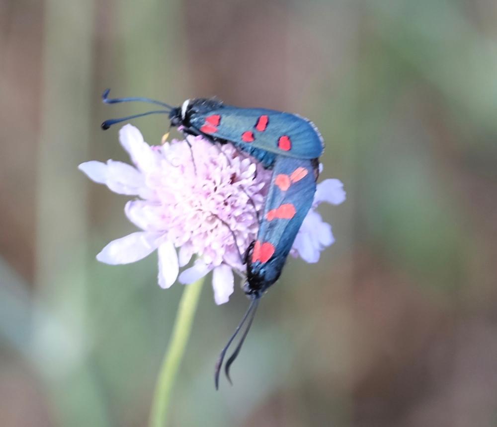 Zygène de la Badasse (La), Zygène de la Lavande (L Zygaena lavandulae (Esper, 1783)