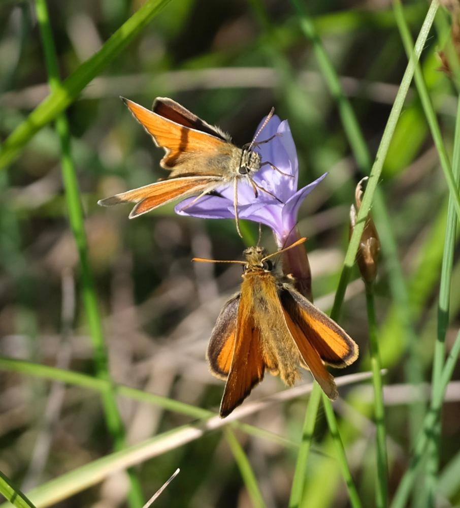 Hespérie du Dactyle (L'), Hespérie europénne (au C Thymelicus lineola (Ochsenheimer, 1808)