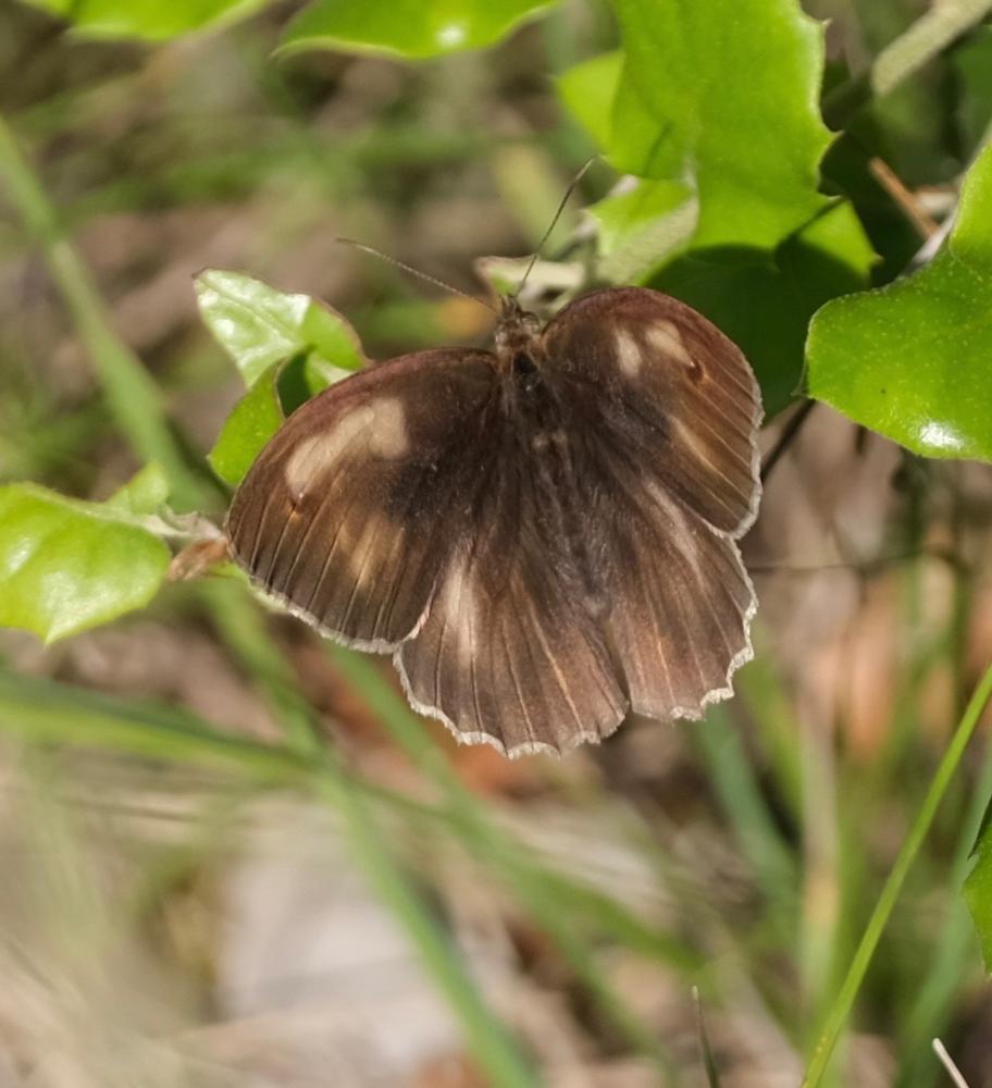 Myrtil (Le), Myrtile (Le), Jurtine (La), Janire (L Maniola jurtina (Linnaeus, 1758)