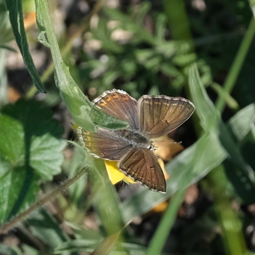 Azuré bleu-céleste (L'), Bel-Argus (Le), Argus ble Lysandra bellargus (Rottemburg, 1775)