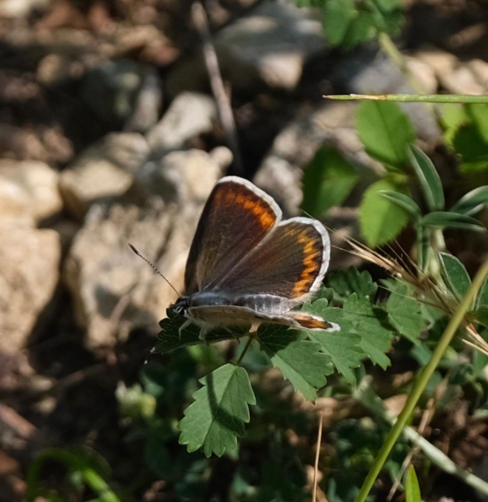 Azuré de l'Adragant (L'), Azuré du Plantain (L'),  Polyommatus escheri (Hübner, 1823)