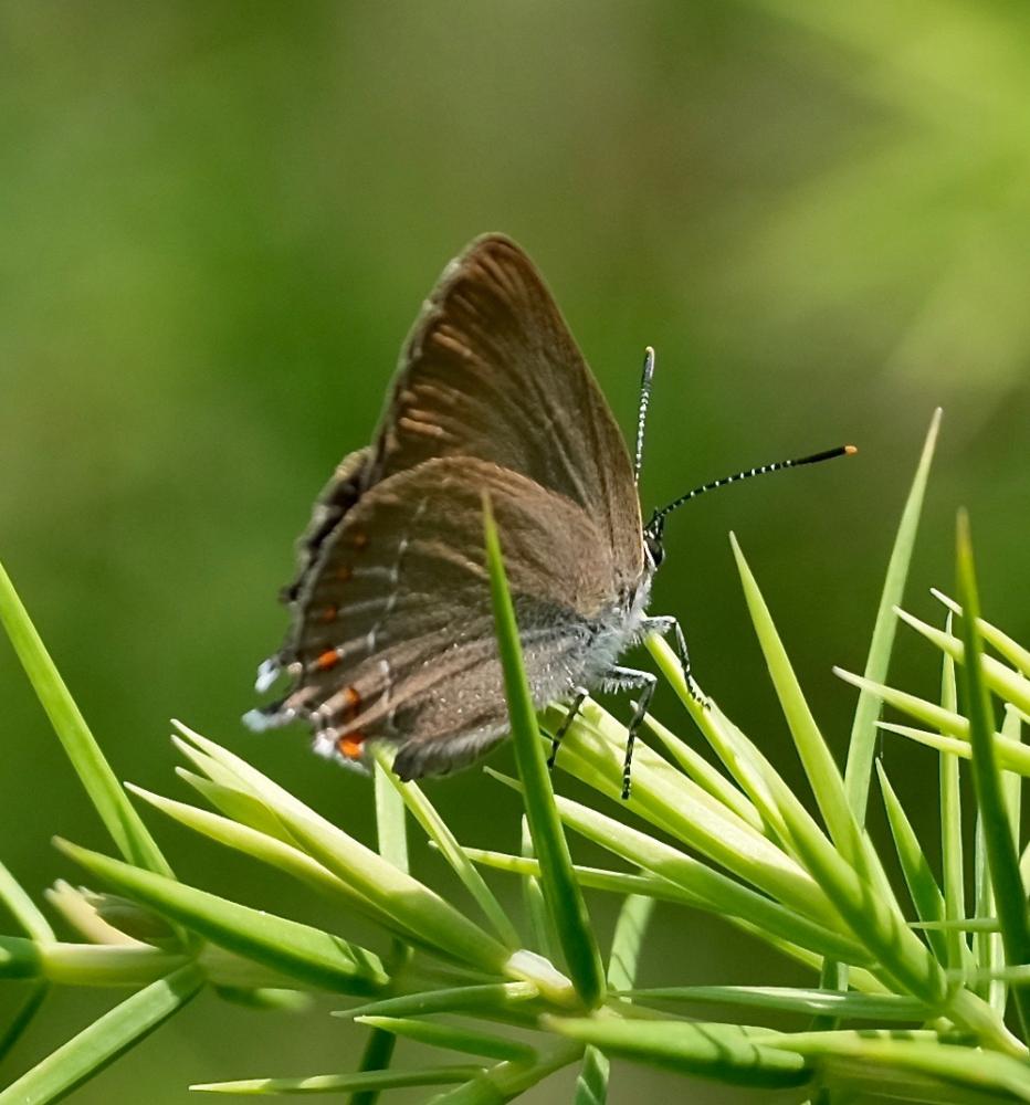 Thécla du Kermès (La), Thécla du Marronnier (La) Satyrium esculi (Hübner, 1804)