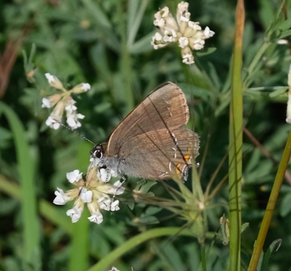 Thécla de l'Yeuse (La), Lyncée (Le), Porte-Queue b Satyrium ilicis (Esper, 1779)