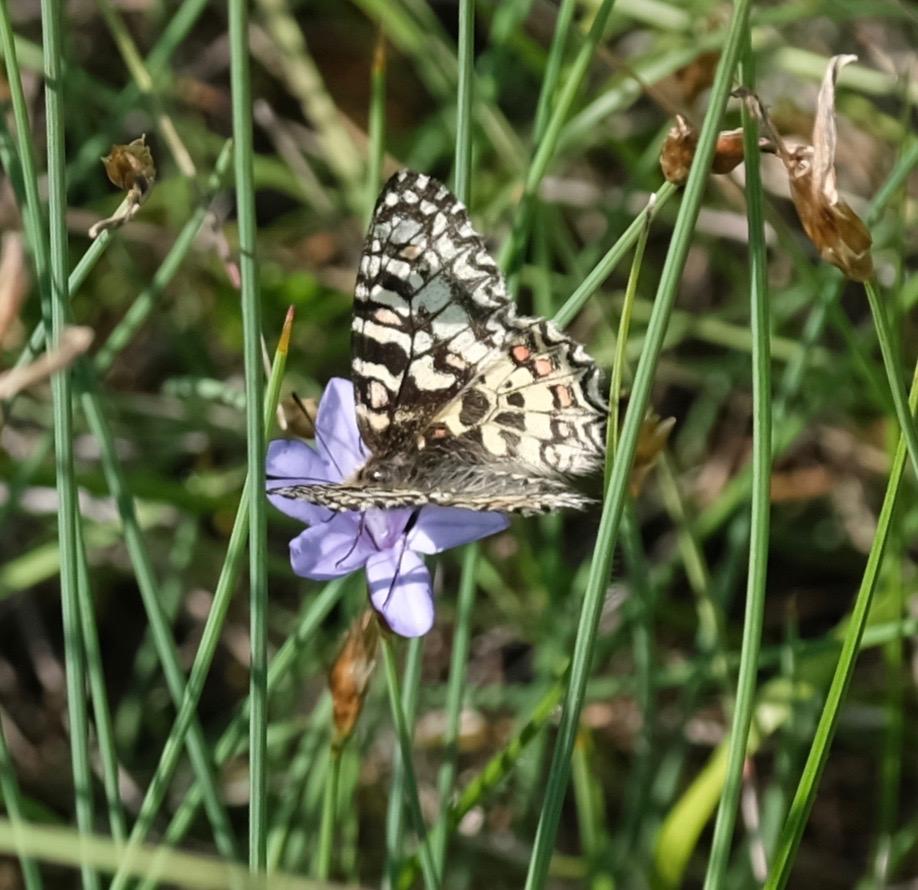 Proserpine (La), Thaïs écarlate (La), Proserpine d Zerynthia rumina (Linnaeus, 1758)