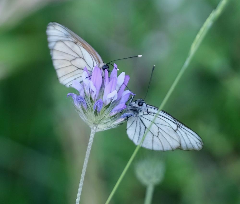 Gazé (Le), Piéride de l'Aubépine (La), Piéride gaz Aporia crataegi (Linnaeus, 1758)