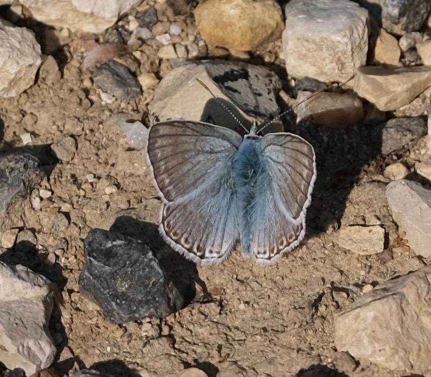 Bleu-nacré d'Espagne (Le) Lysandra hispana (Herrich-Schäffer, 1852)