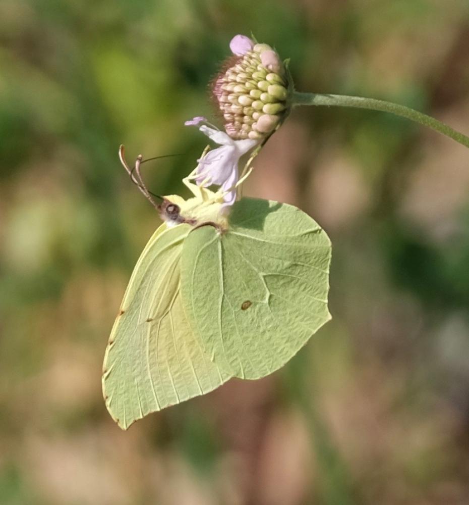 Citron de Provence (Le), Cléopâtre (La), Piéride C Gonepteryx cleopatra (Linnaeus, 1767)