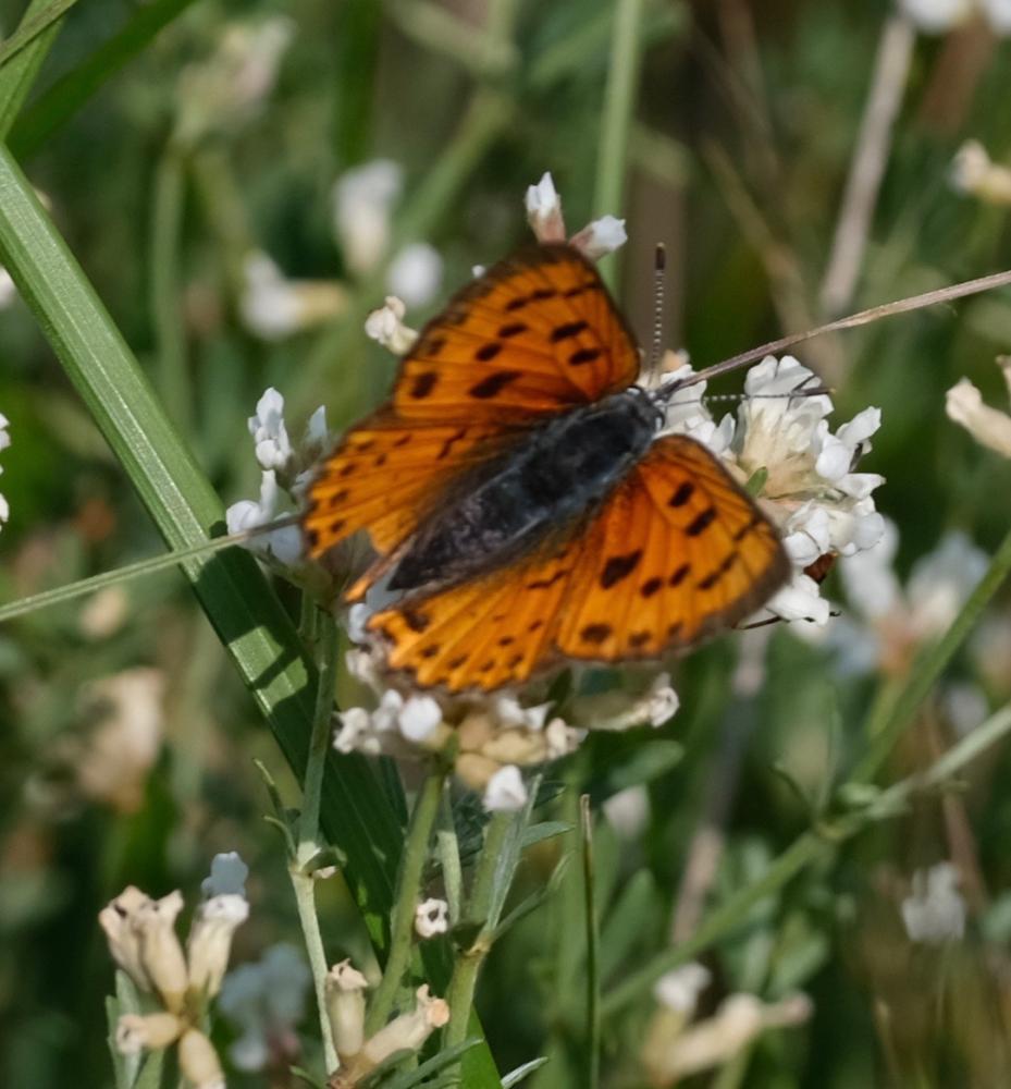 Cuivré mauvin (Le), Cuivré flamboyant (Le), Argus  Lycaena alciphron (Rottemburg, 1775)