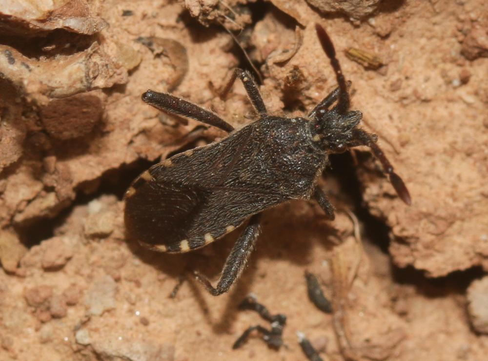  Loxocnemis dentator (Fabricius, 1794)