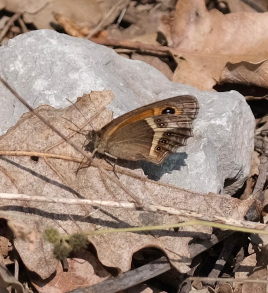 Ocellé rubané (Le), Tityre (Le), Titire (Le) Pyronia bathseba (Fabricius, 1793)