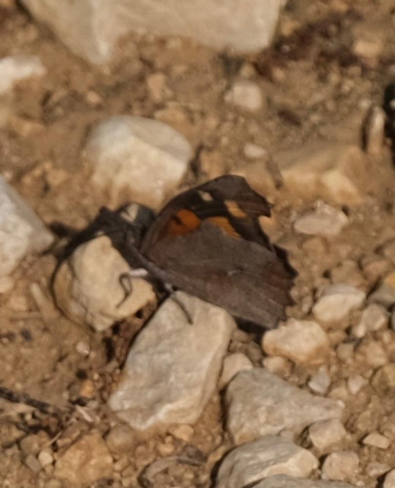 Échancré (L'), Libythée du Micocoulier (La), Échan Libythea celtis (Laicharting, 1782)