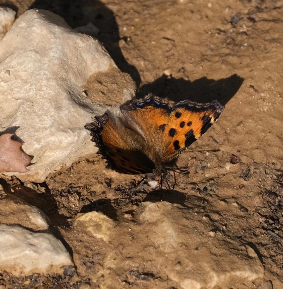 Grande Tortue (La), Vanesse de l'Orme (La), Grand- Nymphalis polychloros (Linnaeus, 1758)