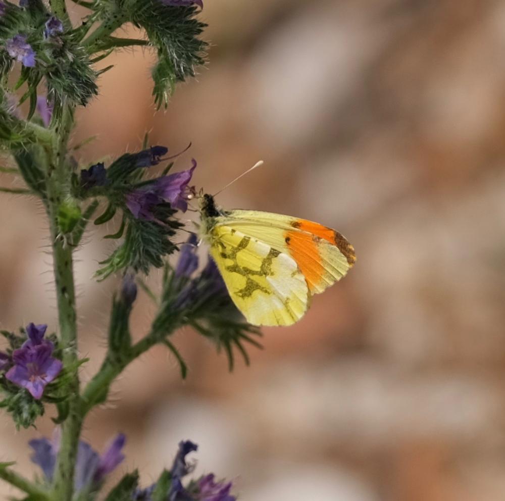 Aurore de Provence (L') Anthocharis euphenoides Staudinger, 1869
