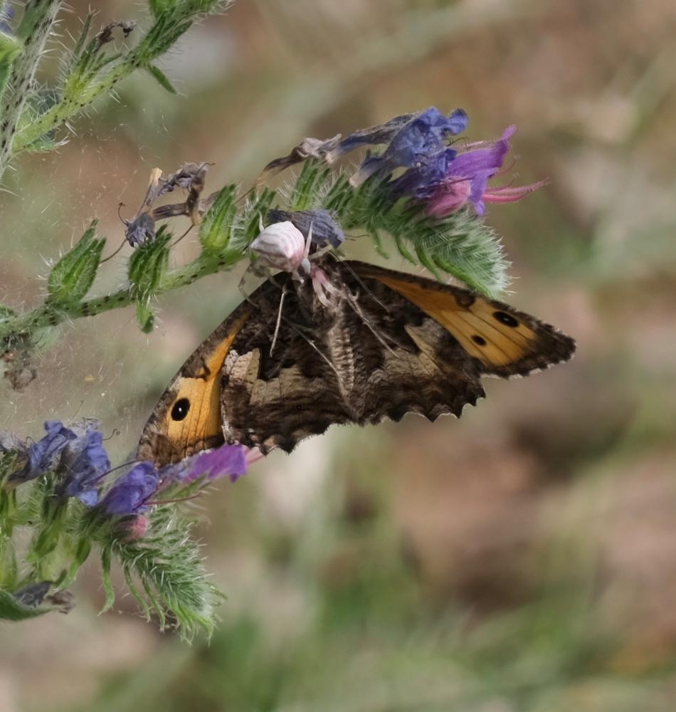Agreste (L') Hipparchia semele (Linnaeus, 1758)