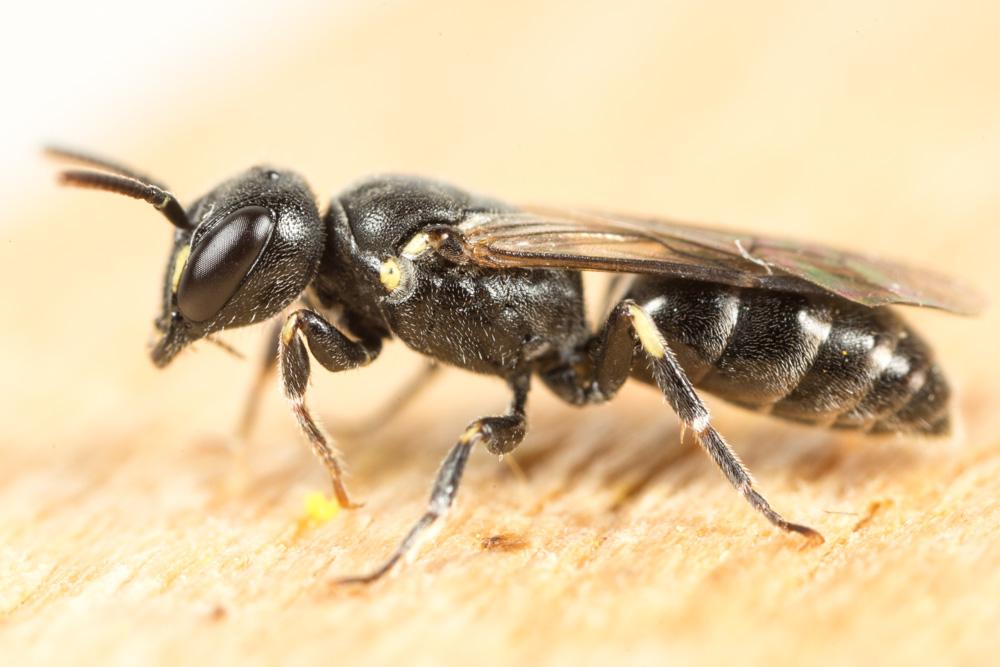  Hylaeus brachycephalus (Morawitz, 1868)