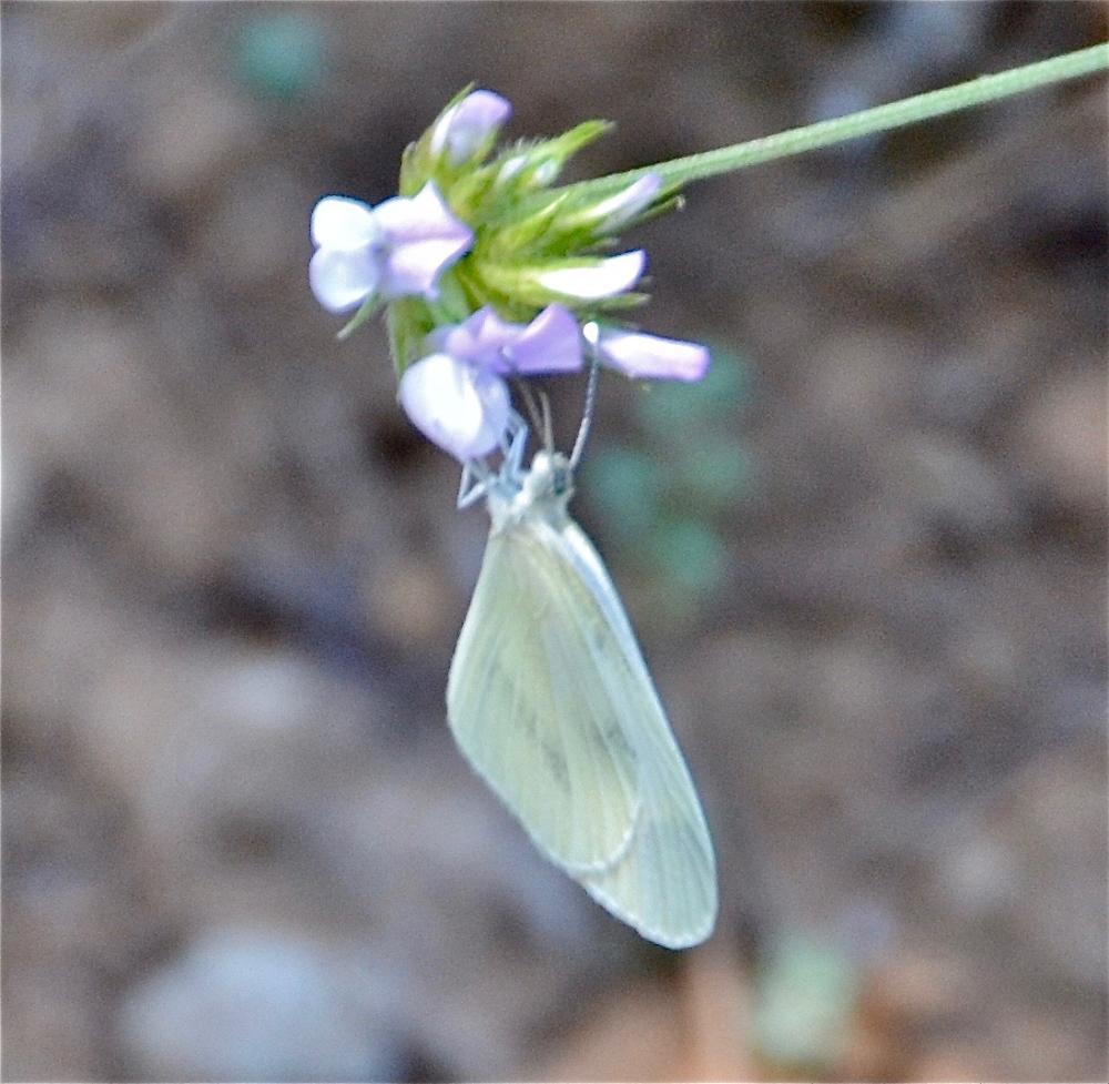Piéride du Lotier (La), Piéride de la Moutarde (La Leptidea sinapis (Linnaeus, 1758)
