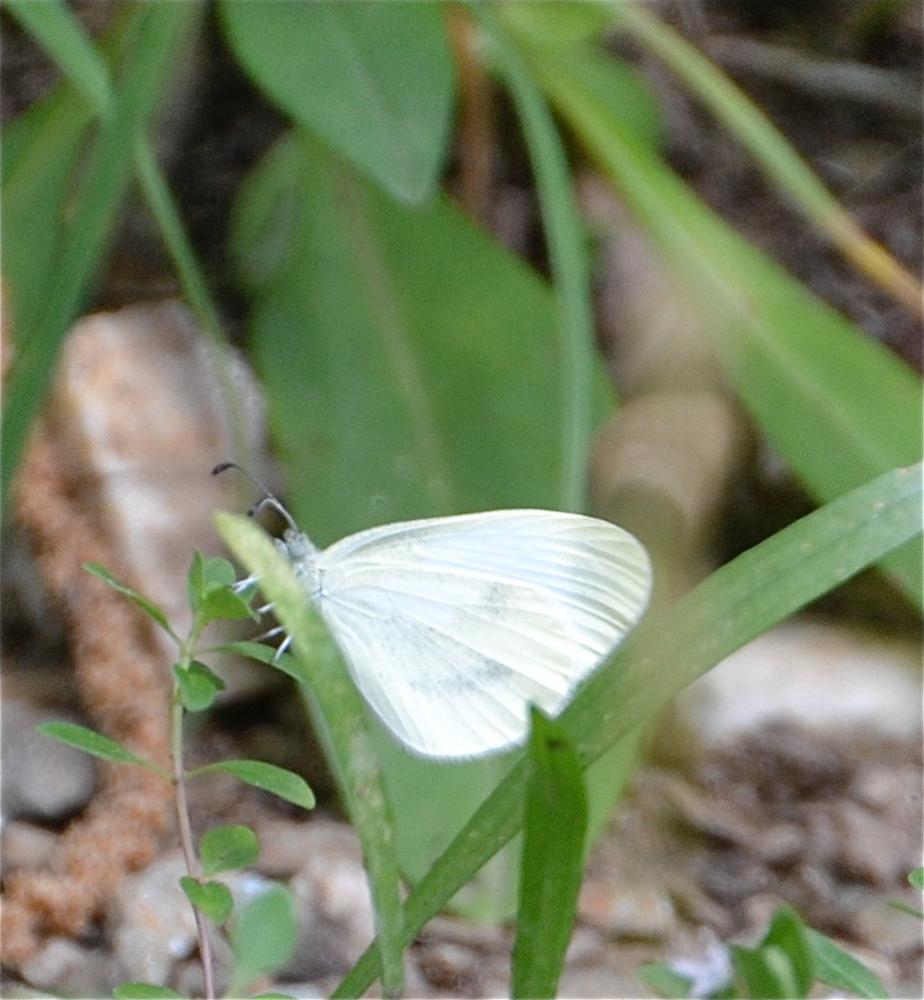 Piéride du Lotier (La), Piéride de la Moutarde (La Leptidea sinapis (Linnaeus, 1758)