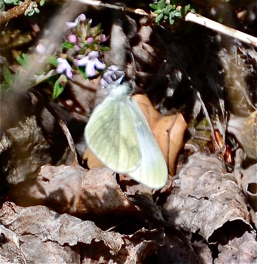 Piéride du Lotier (La), Piéride de la Moutarde (La Leptidea sinapis (Linnaeus, 1758)