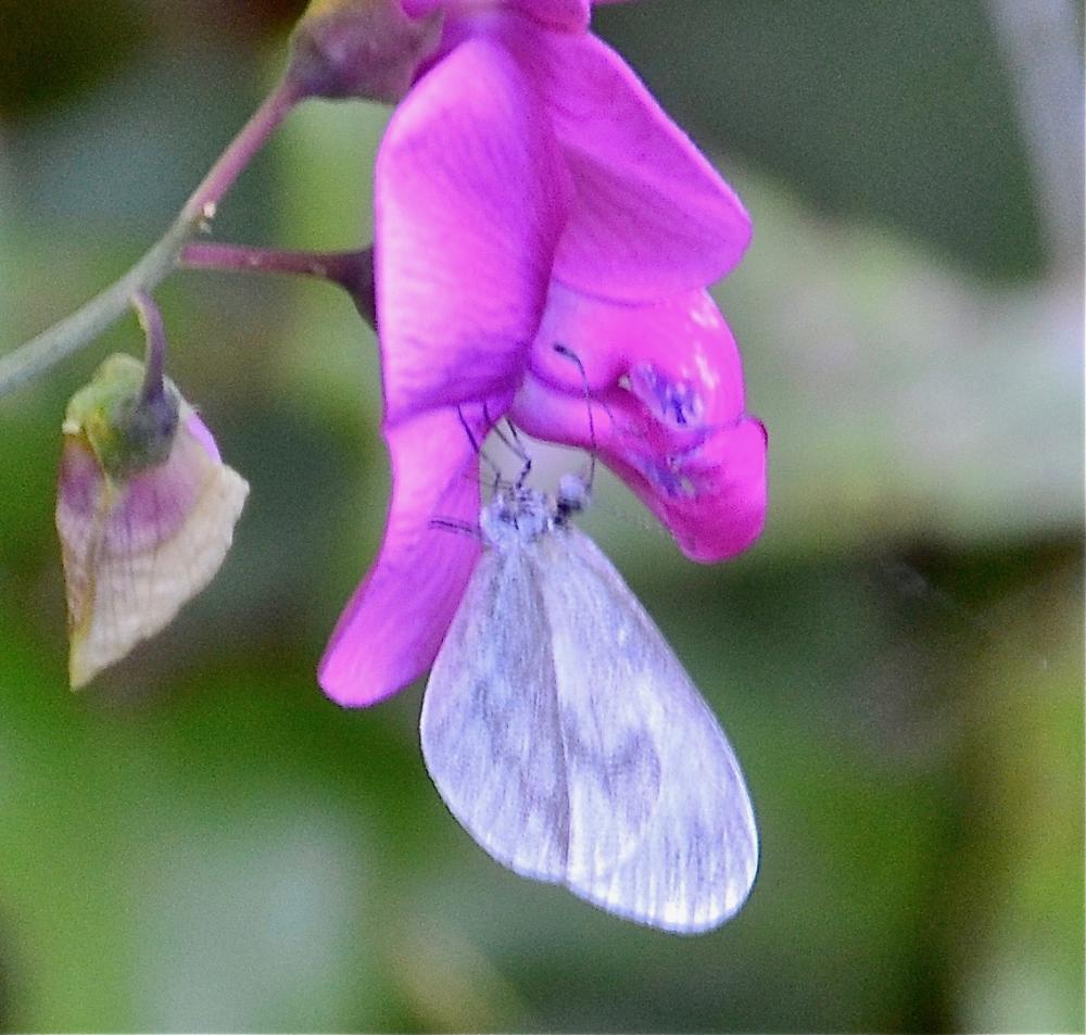 Piéride du Lotier (La), Piéride de la Moutarde (La Leptidea sinapis (Linnaeus, 1758)